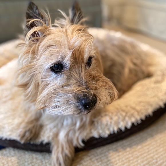 Meet your Posher, Olivia - Picture 1 of 1